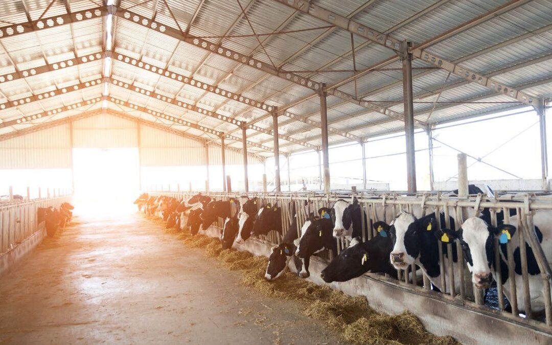 Coperture per Aziende Agricole: sicurezza, funzionalità e resistenza