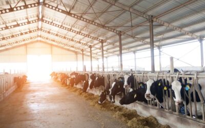 Coperture per Aziende Agricole: sicurezza, funzionalità e resistenza